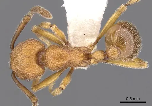 Tetramorium indosinense specimen CASENT0901055 image casent0901055_1