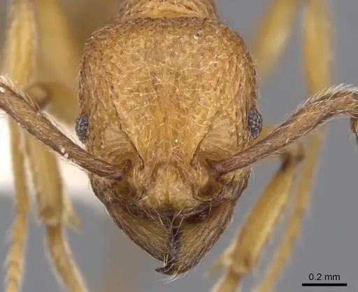 Tetramorium indosinense specimen CASENT0901055 image casent0901055_2