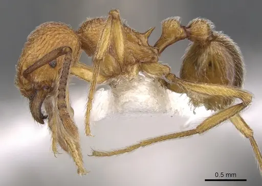 Tetramorium indosinense specimen CASENT0901055 image casent0901055_3