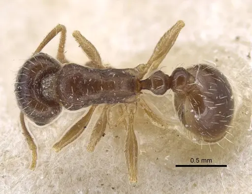 Tetramorium inerme specimen CASENT0917067 image casent0917067_1