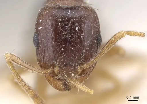 Tetramorium inerme specimen CASENT0917067 image casent0917067_2