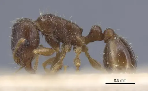 Tetramorium inerme specimen CASENT0917067 image casent0917067_3