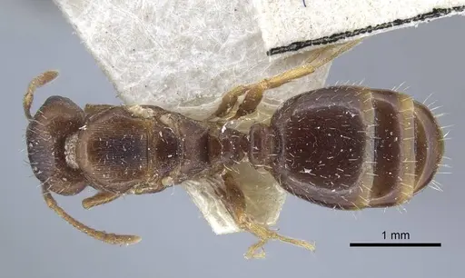 Tetramorium inerme specimen CASENT0917068 image casent0917068_1