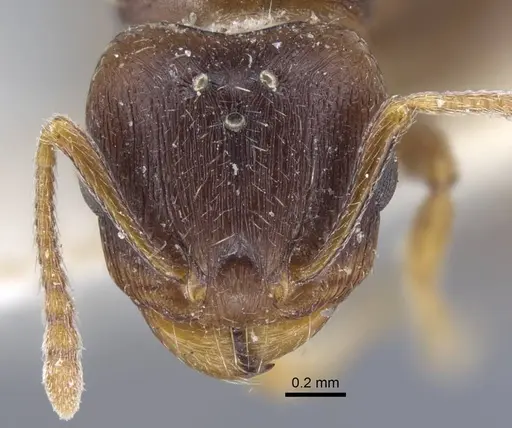 Tetramorium inerme specimen CASENT0917068 image casent0917068_2