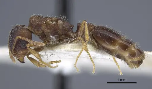 Tetramorium inerme specimen CASENT0917068 image casent0917068_3