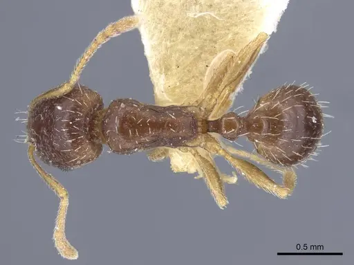 Tetramorium inerme specimen CASENT0917071 image casent0917071_1