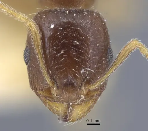 Tetramorium inerme specimen CASENT0917071 image casent0917071_2