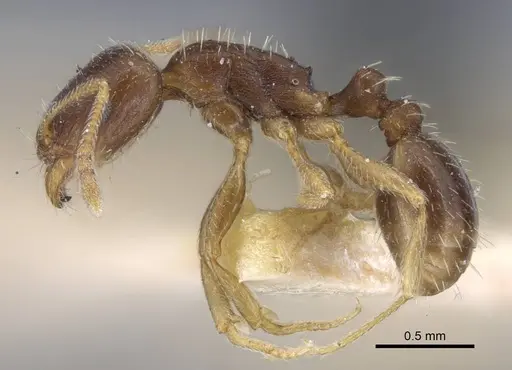 Tetramorium inerme specimen CASENT0917071 image casent0917071_3