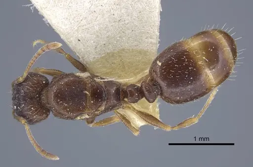 Tetramorium inerme specimen CASENT0917072 image casent0917072_1