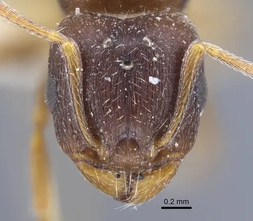 Tetramorium inerme specimen CASENT0917072 image casent0917072_2