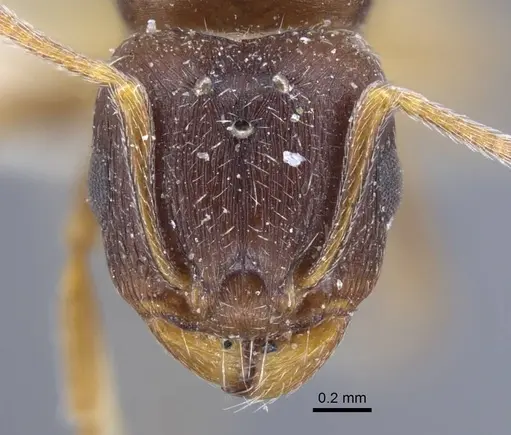 Tetramorium inerme specimen CASENT0917072 image casent0917072_3