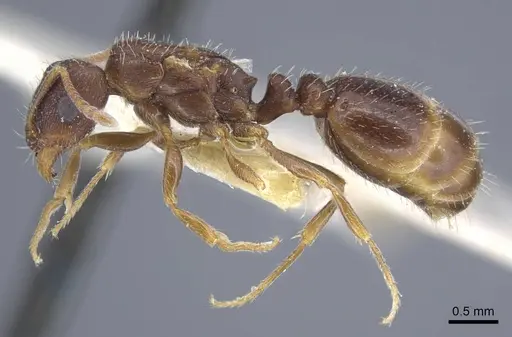 Tetramorium inerme specimen CASENT0917072 image casent0917072_4