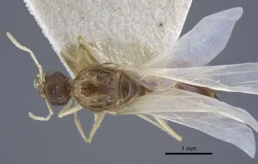 Tetramorium inerme specimen CASENT0917073 image casent0917073_1