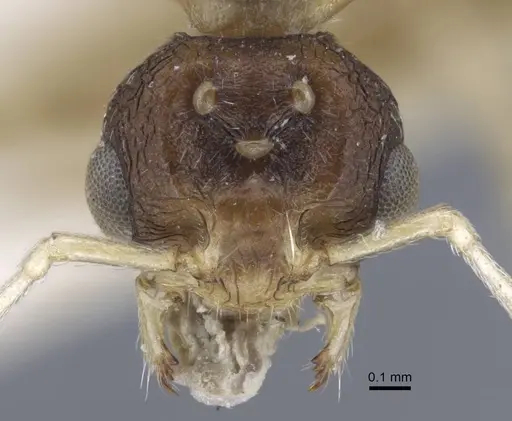 Tetramorium inerme specimen CASENT0917073 image casent0917073_2