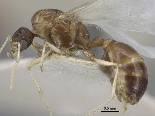 Tetramorium inerme specimen CASENT0917073 image casent0917073_3