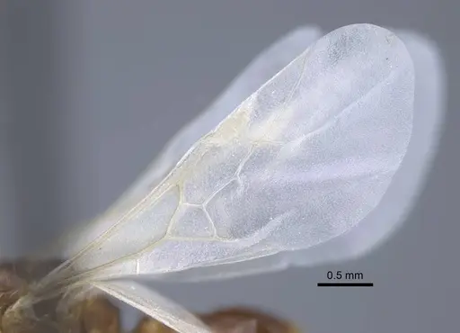 Tetramorium inerme specimen CASENT0917073 image casent0917073_4