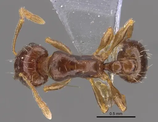 Tetramorium inerme specimen CASENT0917412 image casent0917412_1