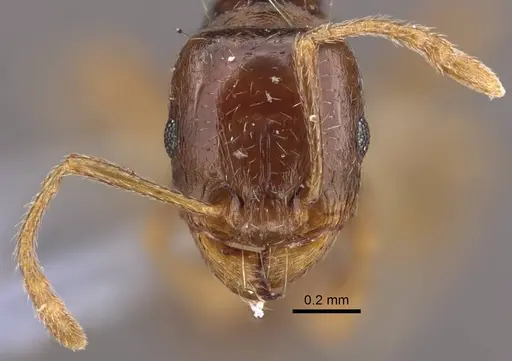 Tetramorium inerme specimen CASENT0917412 image casent0917412_2