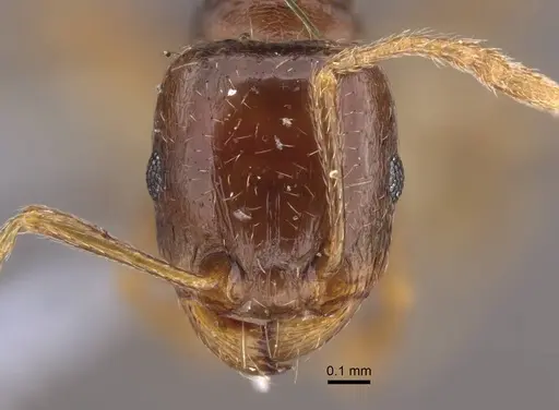 Tetramorium inerme specimen CASENT0917412 image casent0917412_3