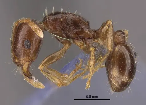Tetramorium inerme specimen CASENT0917412 image casent0917412_4