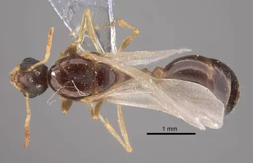 Tetramorium inerme specimen CASENT0917413 image casent0917413_1