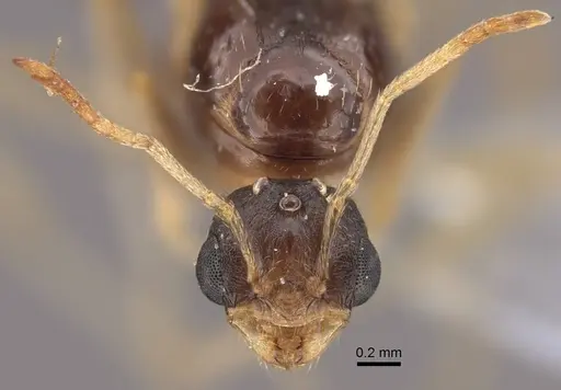 Tetramorium inerme specimen CASENT0917413 image casent0917413_2