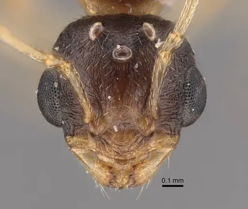 Tetramorium inerme specimen CASENT0917413 image casent0917413_3