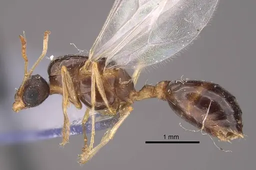 Tetramorium inerme specimen CASENT0917413 image casent0917413_4