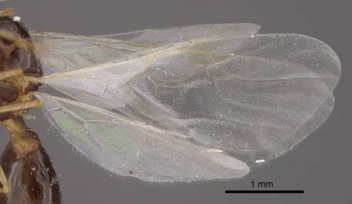 Tetramorium inerme specimen CASENT0917413 image casent0917413_5