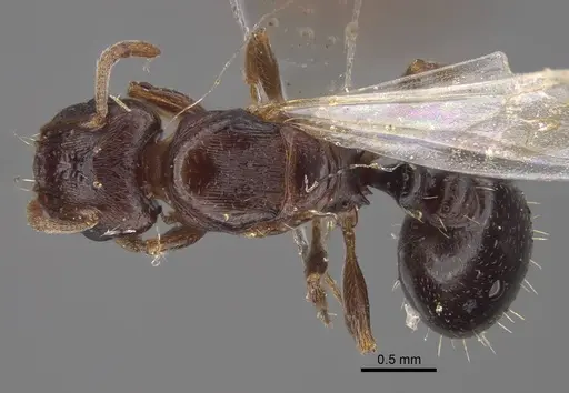 Tetramorium inerme specimen CASENT0917414 image casent0917414_1