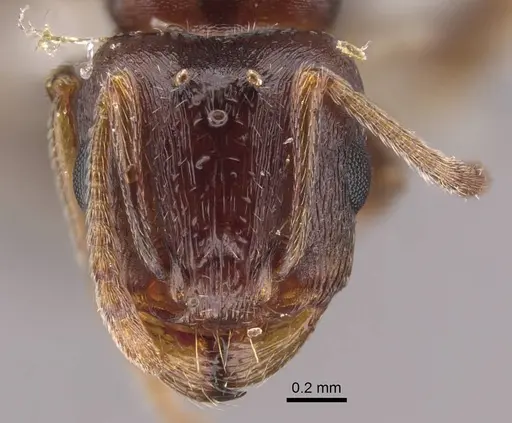 Tetramorium inerme specimen CASENT0917414 image casent0917414_2