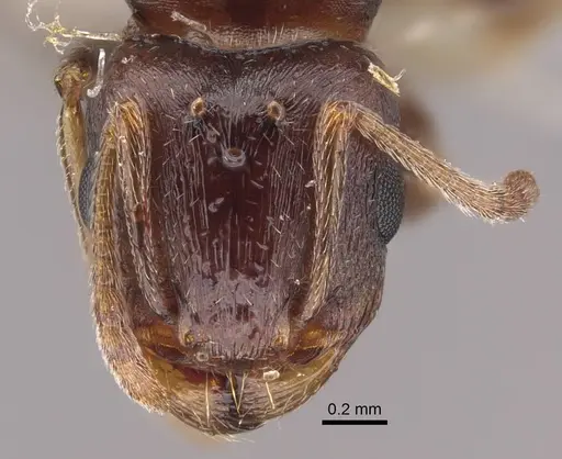 Tetramorium inerme specimen CASENT0917414 image casent0917414_3