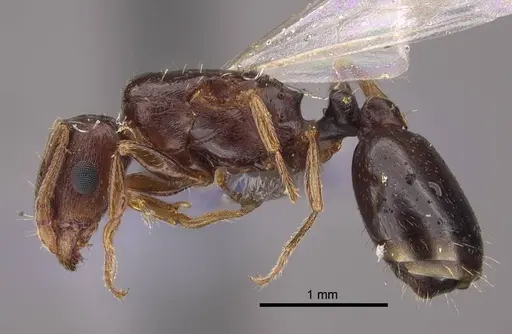Tetramorium inerme specimen CASENT0917414 image casent0917414_4