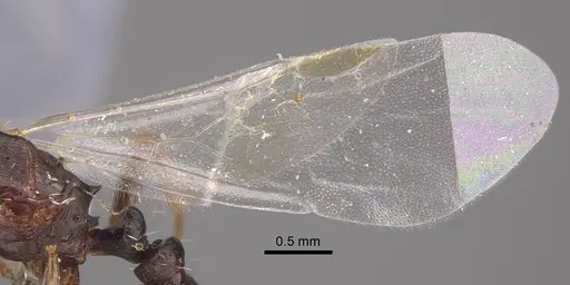 Tetramorium inerme specimen CASENT0917414 image casent0917414_5