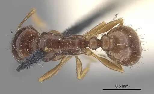 Tetramorium inerme specimen CASENT0919636 image casent0919636_1