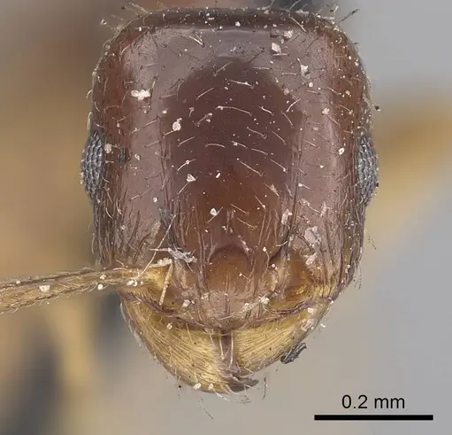 Tetramorium inerme specimen CASENT0919636 image casent0919636_2