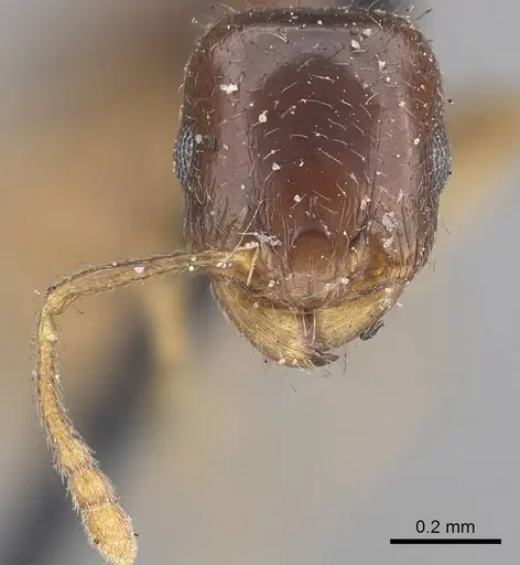 Tetramorium inerme specimen CASENT0919636 image casent0919636_3