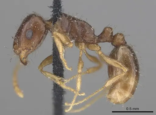 Tetramorium inerme specimen CASENT0919636 image casent0919636_4