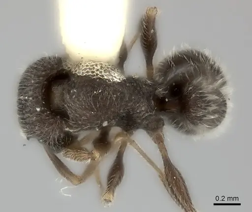 Tetramorium inezulae specimen CASENT0217970 image casent0217970_1