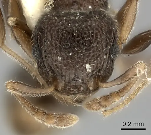 Tetramorium inezulae specimen CASENT0217970 image casent0217970_2