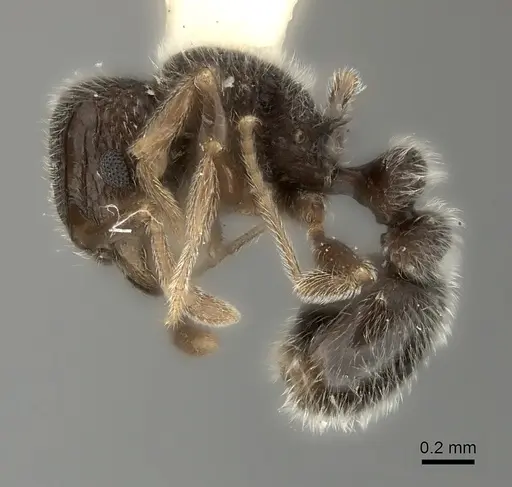 Tetramorium inezulae specimen CASENT0217970 image casent0217970_3