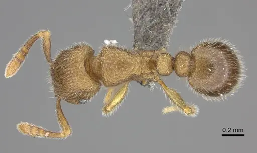 Tetramorium inezulae specimen CASENT0235776 image casent0235776_1