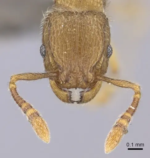 Tetramorium inezulae specimen CASENT0235776 image casent0235776_2