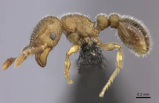 Tetramorium inezulae specimen CASENT0235776 image casent0235776_3