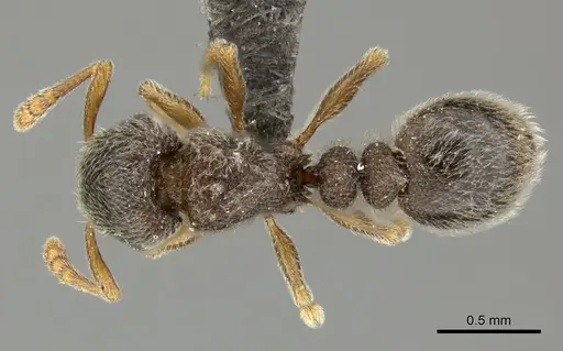 Tetramorium inezulae specimen CASENT0249019 image casent0249019_1