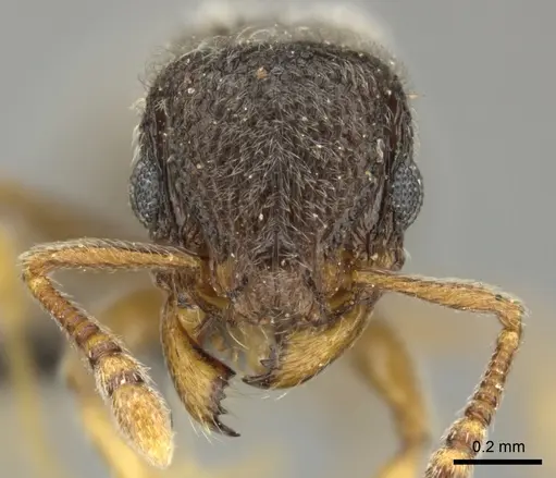 Tetramorium inezulae specimen CASENT0249019 image casent0249019_2