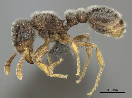 Tetramorium inezulae specimen CASENT0249019 image casent0249019_3