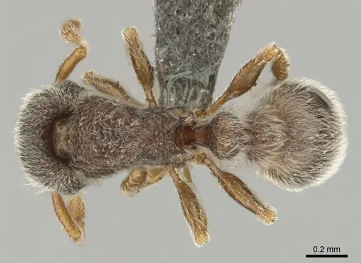 Tetramorium inezulae specimen CASENT0253010 image casent0253010_1