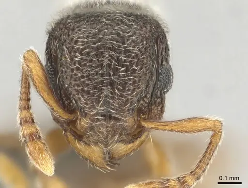Tetramorium inezulae specimen CASENT0253010 image casent0253010_2