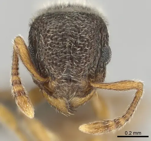 Tetramorium inezulae specimen CASENT0253010 image casent0253010_3
